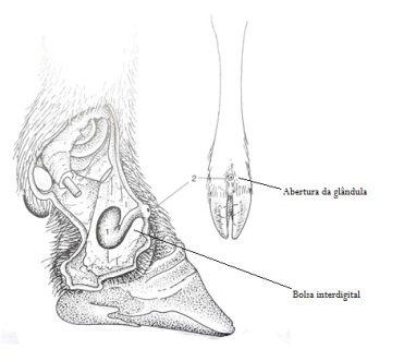 glandula interdigital